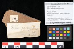 Foto (Objekt + Etikett) von Pinus pathyptera Ettingshausen (NHMW-GEO-2024-0188-0288)